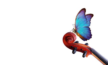 violin fretboard. melody concept. blue morpho butterfly on violin neck isolated on white. music concept. copy spaceの写真素材