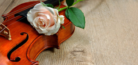 violin and cream rose on a wooden table. copy space