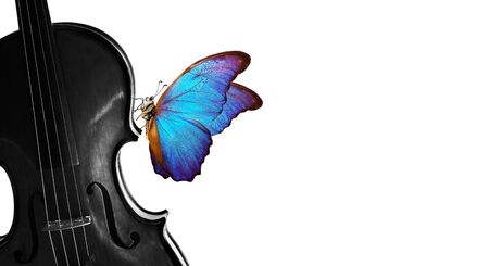 melody concept. colorful blue morpho butterfly on violin. violin black and white and bright butterfly isolated on white. music concept. copy spaceの写真素材
