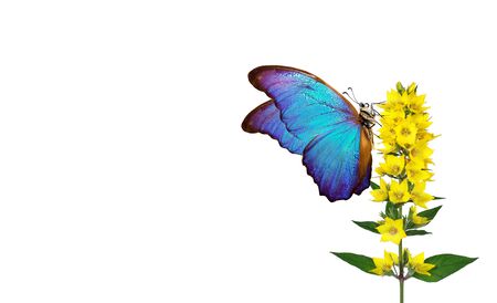 bright blue morpho butterfly on a yellow flowers isolated on a white. butterfly on a flowers. copy spaceの写真素材