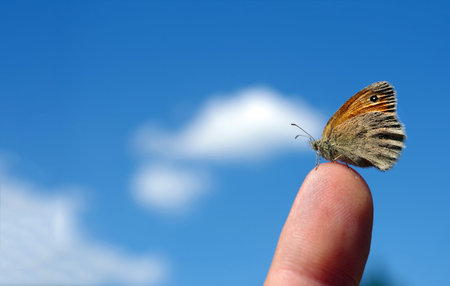 beautiful little butterfly on a finger against a blue sky with clouds. copy space