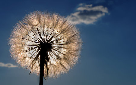 dandelion with seeds against the blue sky. dandelion flower close-up. copy space