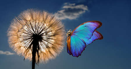 Morpho butterfly and dandelion. Dandelion flower seeds on the background of the sun. Copy spaces.の写真素材