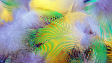 natural pastel background. colorful feathers texture background. soft focus