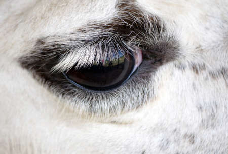 animal eye close-up. llama's eye. sad look animal close-upの写真素材