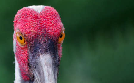 red-headed crane close-up. colorful crane head. copy spaceの写真素材