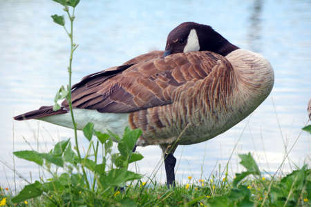 wild goose on the lake. goose by the pondの写真素材