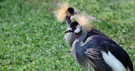 Two black crowned cranes on a green meadowの写真素材