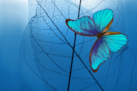 Natural blue background. bright blue tropical morpho butterfly and skeletonized leaves. copy space