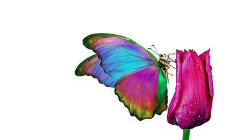 Beautiful colorful morpho butterfly on a flowers on a white background. Tulip flowers in water drops isolated on white.の写真素材