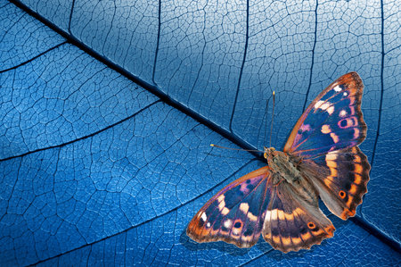 Natural blue background. bright blue tropical butterfly and skeletonized leaves. Purple emperor...