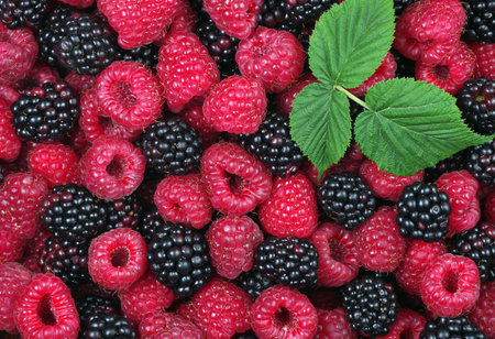fresh ripe raspberries and blackberries on a wooden table. summer healthy