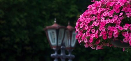blooming petunia in the park. copy spaceの写真素材