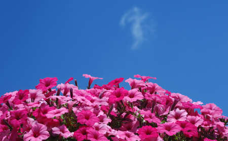 blooming petunia against the blue sky. copy spaceの写真素材