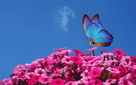 bright colorful tropical morpho butterfly on pink petunia flowers against blue sky. blooming petunia. copy spaceの写真素材