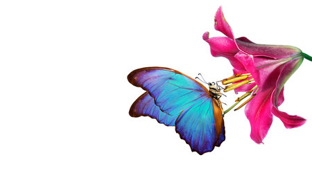 bright colorful tropical morpho butterfly on purple lily flower isolated on white. butterflies on...