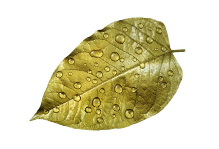 golden leaf in water drops isolated on white