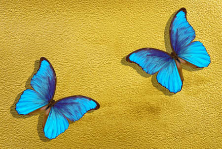 a sheet of watercolor paper painted with gold paint and bright blue morpho butterfliesの写真素材