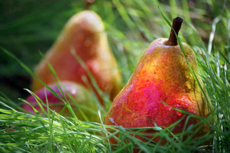 ripe pears. pears in the grass after the rain. fallen fruits in the garden.の写真素材