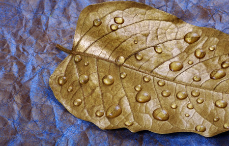 Autumn concept. Autumn colors. Golden leaf in drops of water on a blue watercolor background