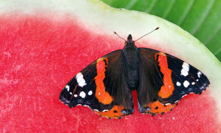 colorful butterfly admiral sitting on a red ripe watermelon. close upの写真素材
