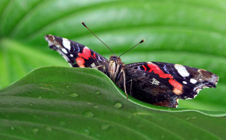 colorful butterfly admiral. butterfly on green tropical leaves. copy spaceの写真素材