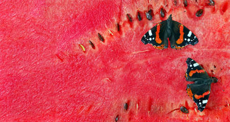 colorful butterfly admiral sitting on a red ripe watermelon. close upの写真素材
