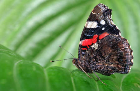 colorful butterfly admiral. butterfly on green tropical leaves. copy spaceの写真素材