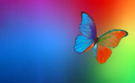 colors of rainbow. colorful multicolored morpho butterfly on blurred colored backgroundの写真素材