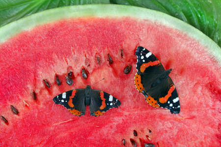 colorful butterfly admiral sitting on a red ripe watermelon. close upの写真素材