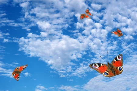 bright colorful peacock butterflies flying in the blue sky with clouds. copy spaceの写真素材
