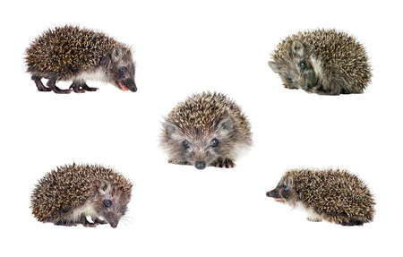 set of hedgehogs isolated on white. young hedgehog in various posesの写真素材