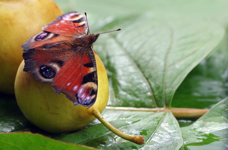 colorful butterfly sitting on a ripe fallen pear. butterfly drinking juice. fruit in the garden.
