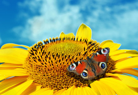Sunflower and bright red butterfly against the blue sky. copy spaces