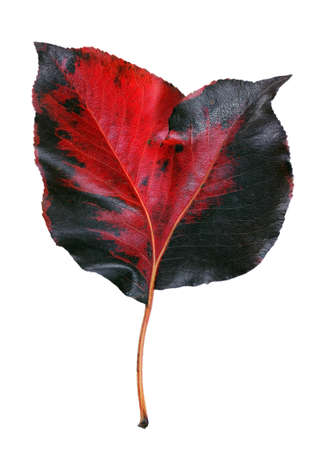 fused forked leaf. colorful red and black autumn leaf isolated on white. double pear leaf. couple in love for lifeの写真素材
