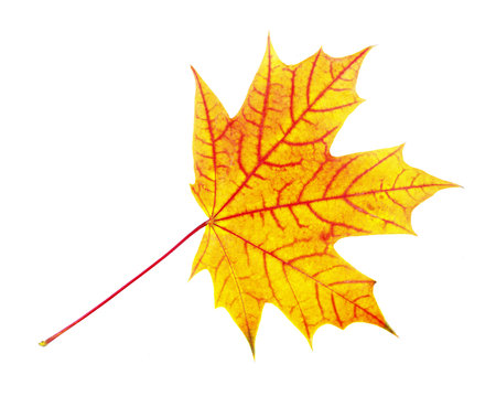 autumn colorful maple leaf isolated on white