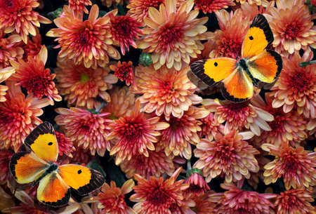 red chrysanthemum and colorful orange butterflies texture background. top view. autumn flowersの写真素材