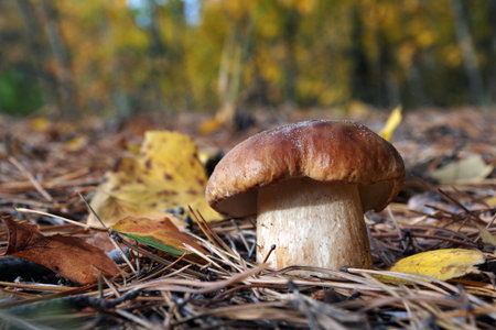 White mushroom. Cep Mushroom Growing in Autumn Forest. Boletus. Mushroom picking