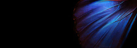 Blue abstract pattern. Wings of a butterfly Morpho texture background. Morpho butterfly. selective focusの写真素材