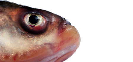silver carp fish head close-up. fish eyesの写真素材