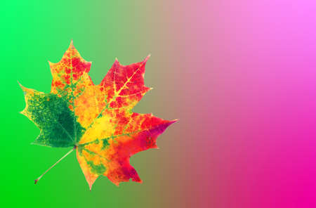 Colors of rainbow. Multicolored maple leaf on colored blurred backgroundの写真素材