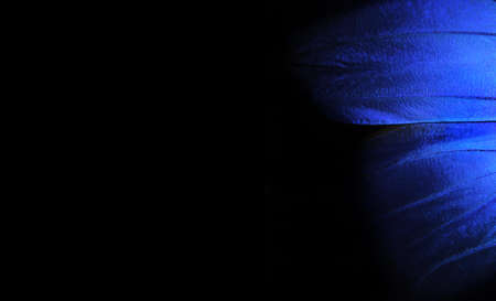 Wings of a butterfly Morpho texture background. Blue Morpho butterfly. Blue and black background Copy space.の写真素材