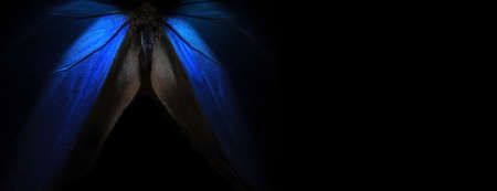 Wings of a butterfly Morpho texture background. Blue Morpho butterfly. Blue and black background Copy space.の写真素材