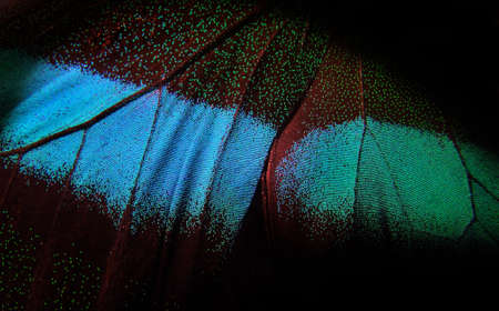 Bright colorful wings of a tropical butterfly on black. Papilio blumei. Close up. Butterfly wings texture backgroundの写真素材