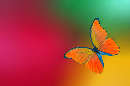 bright orange tropical morpho butterfly on a blurred multicolored background. summer concept.の写真素材