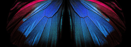 Wings of a butterfly Ulysses. Wings of a butterfly texture background. Closeup. Selective focus