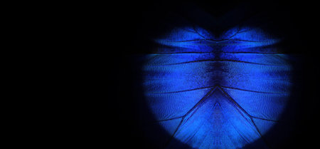 Blue abstract pattern. Wings of a butterfly Morpho texture background. Morpho butterfly. selective...