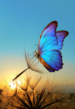 Natural pastel background. Morpho butterfly and dandelion. Seeds of a dandelion flower in drops of water on a background of sunrise.の写真素材