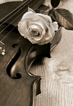 rose and violin close up. cream rose and vintage violin. melody conceptの写真素材
