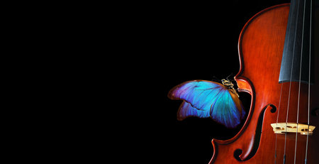 violin isolated on black closeup. beautiful blue butterfly morpho on violin. music concept. copy spacesの写真素材